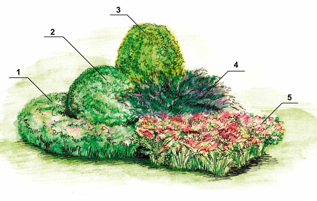 Туя Даника в ландшафтном дизайне схемы