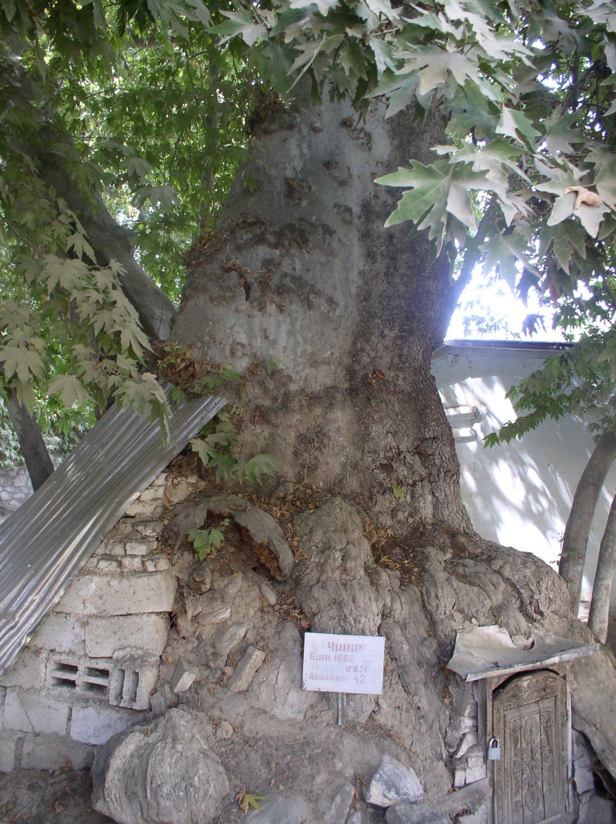 Дерево Чинар Таджикистан