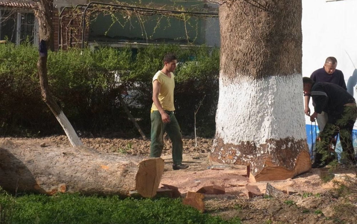 Клён эмодзи