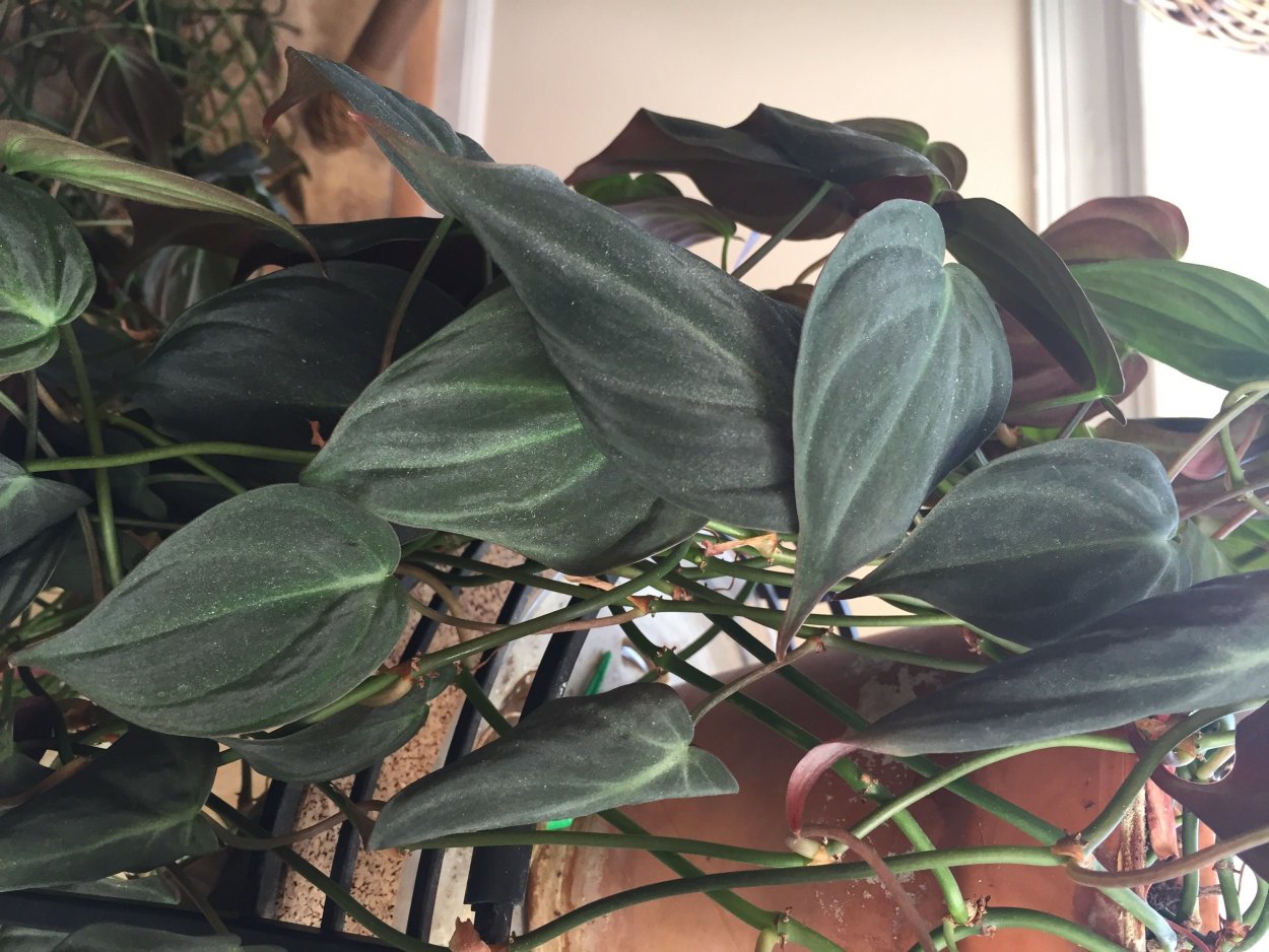 Philodendron Micans