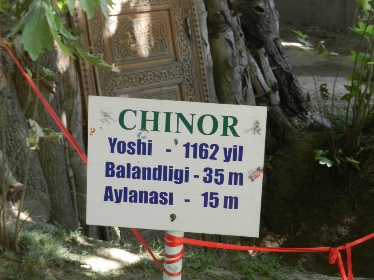 Сад чор ЧИНОР Самарканд