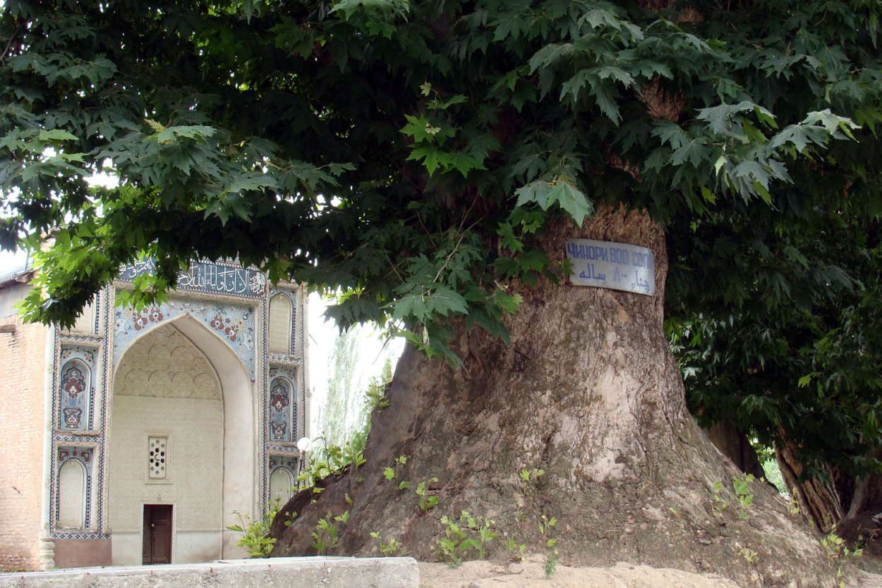 Узбекская Чайхона в Узбекистане