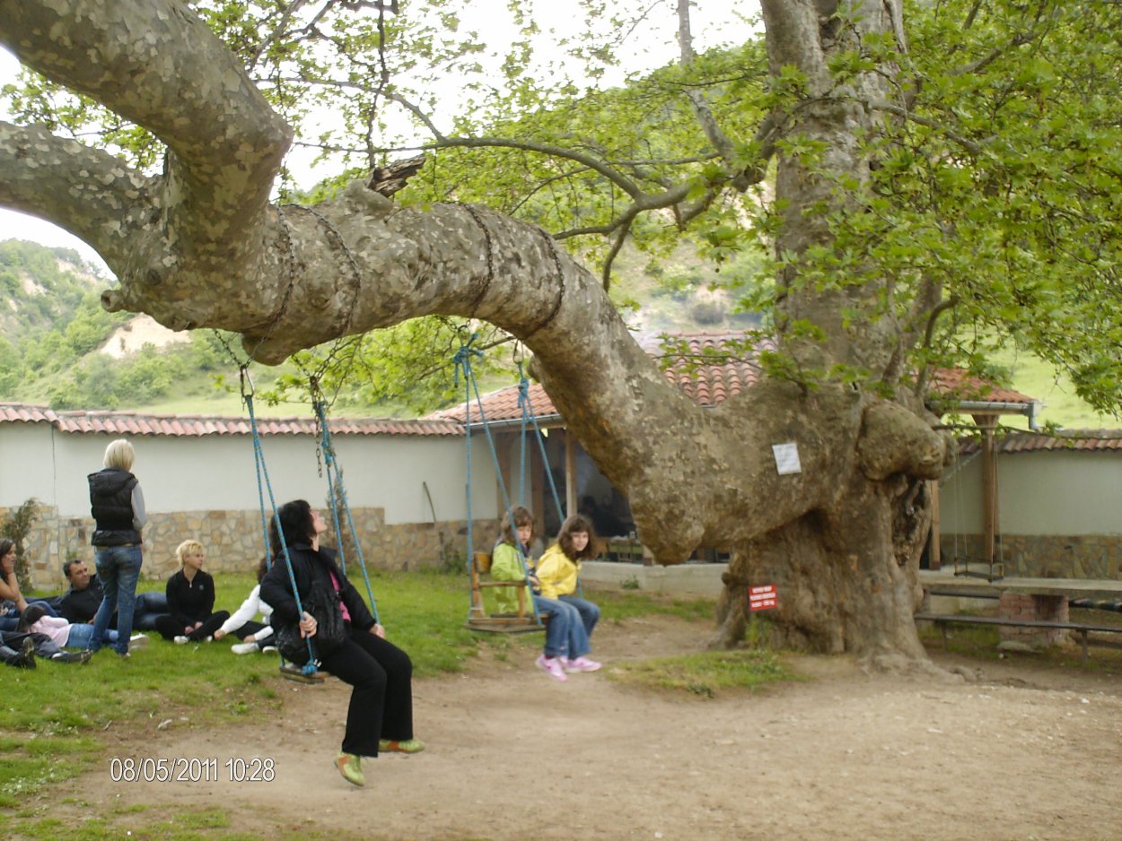 Платан Восточный дерево
