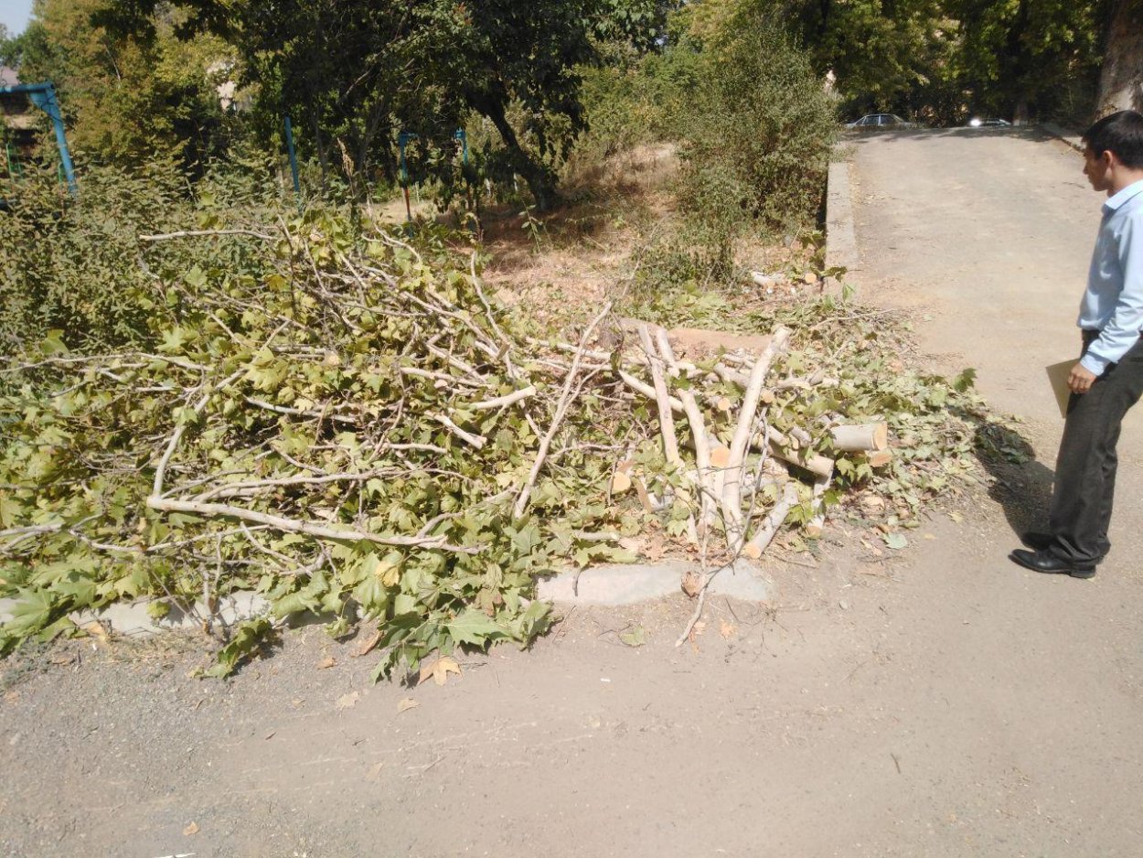 800 Летние Чинары в Узбекистане