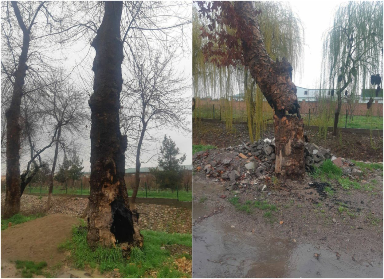 Сад чор ЧИНОР Самарканд