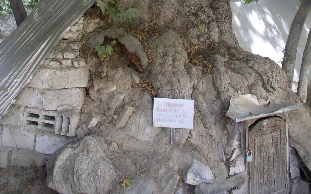 Самарканд Ургут Чинар