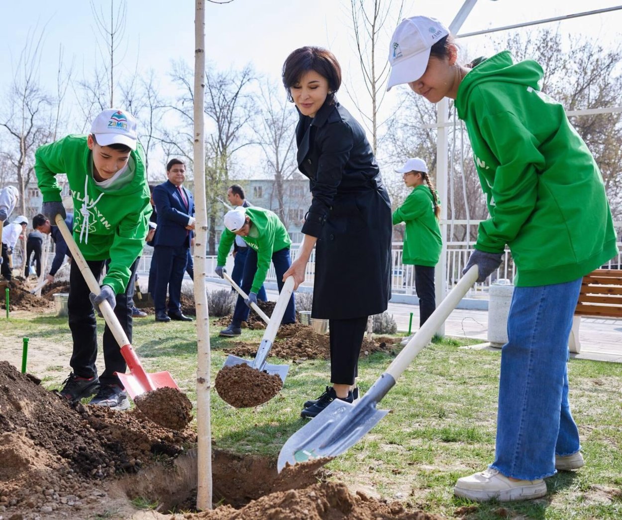 Платан Симферополь дерево