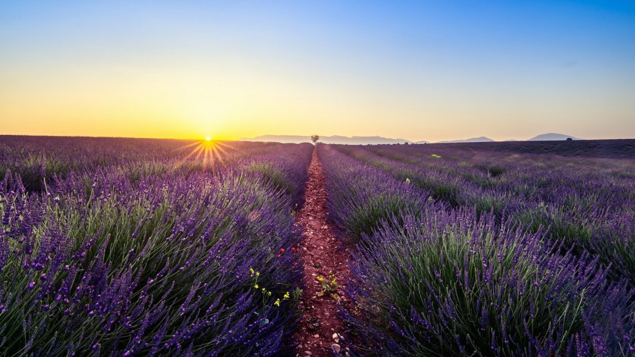 Франция Лавандовое поле Прованс Эстетика