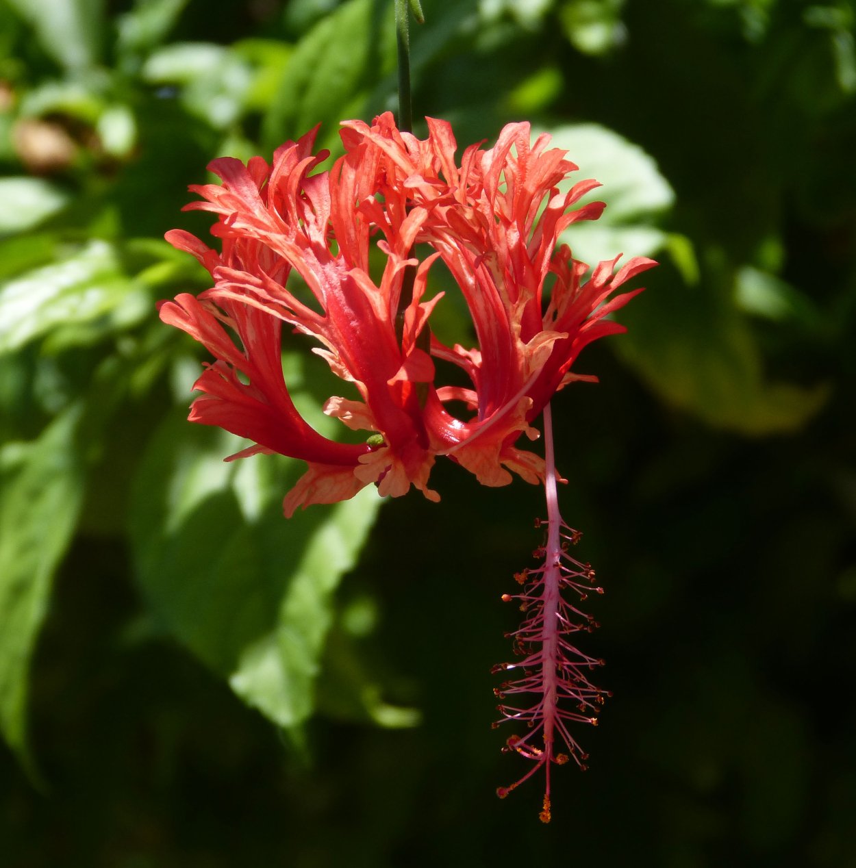 Гибискус рассеченнолепестной