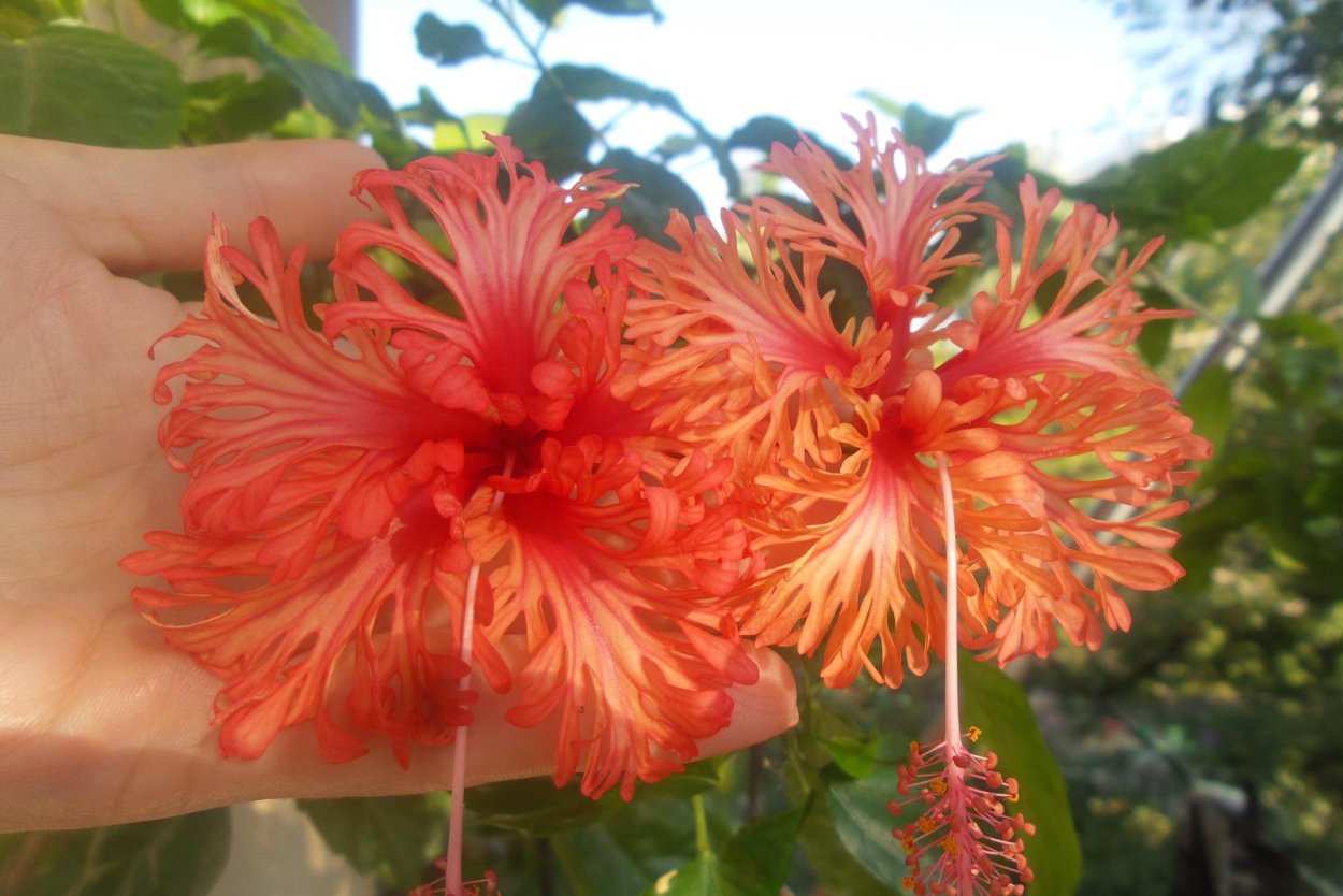 Гибискус шизопеталус семена