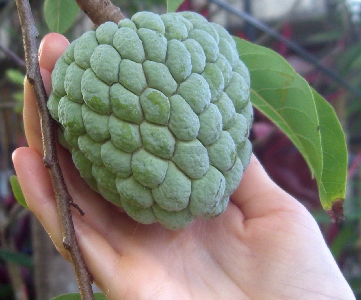 Рамбутан черимойя