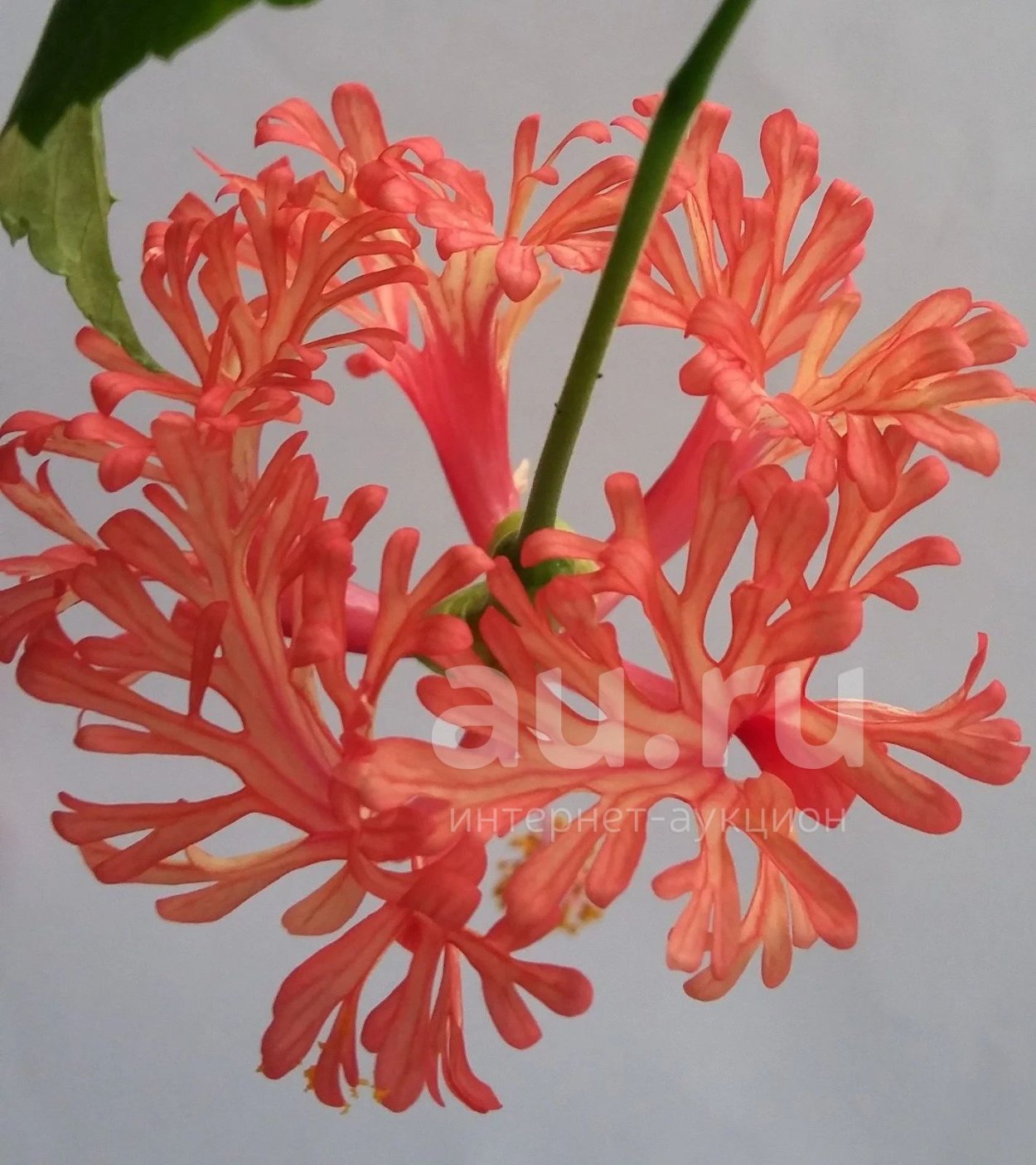 Гибискус рассеченнолепестной