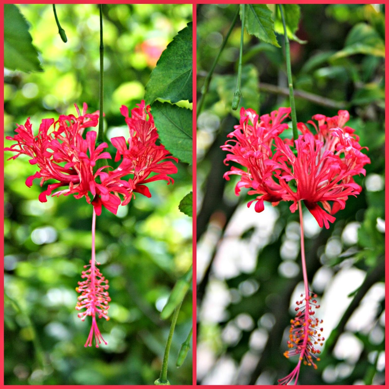 Шизопеталус сережки принцессы