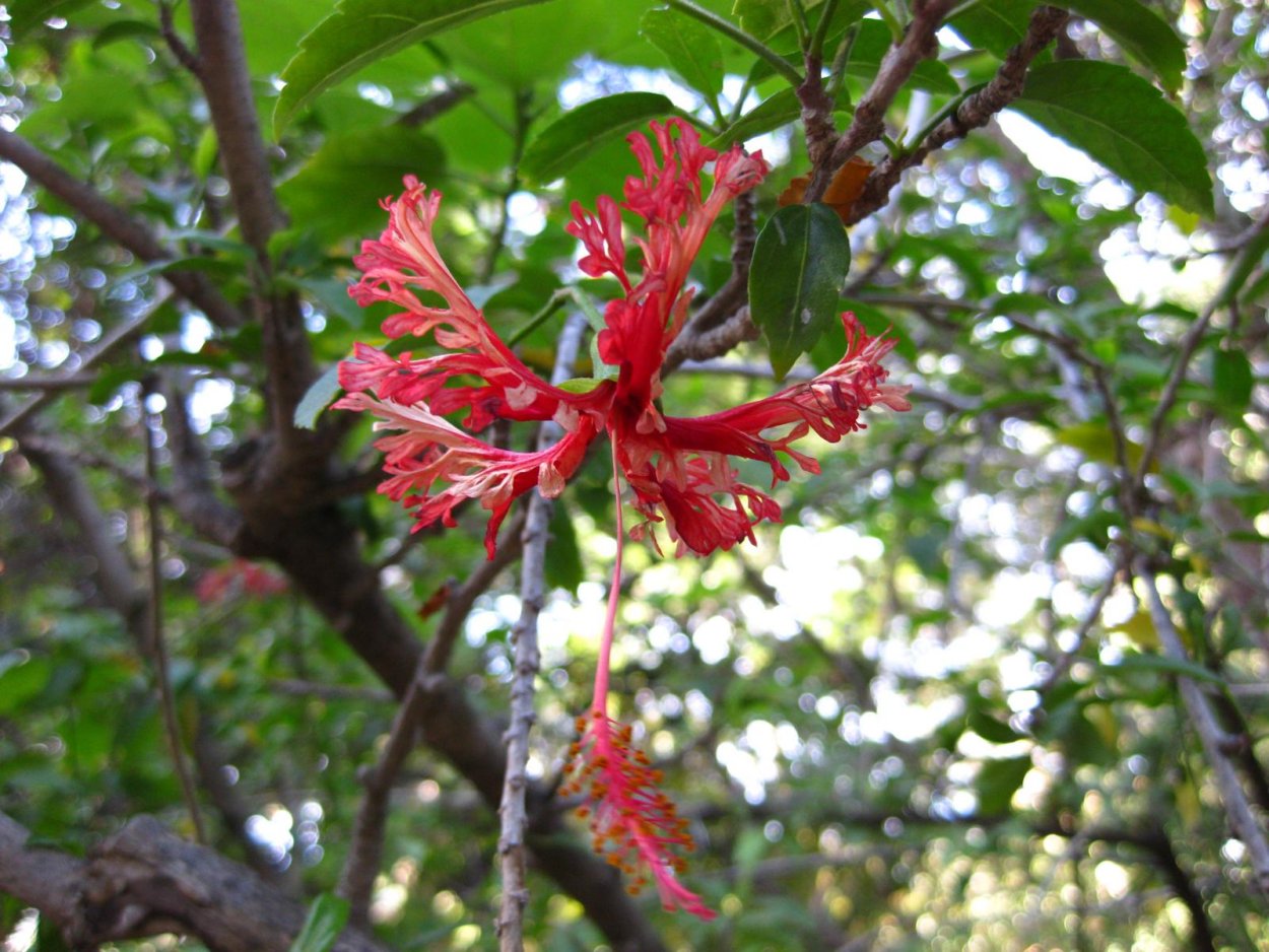 Шизопеталус красный