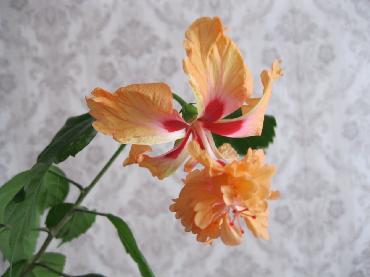 Гибискус рассеченнолепестной