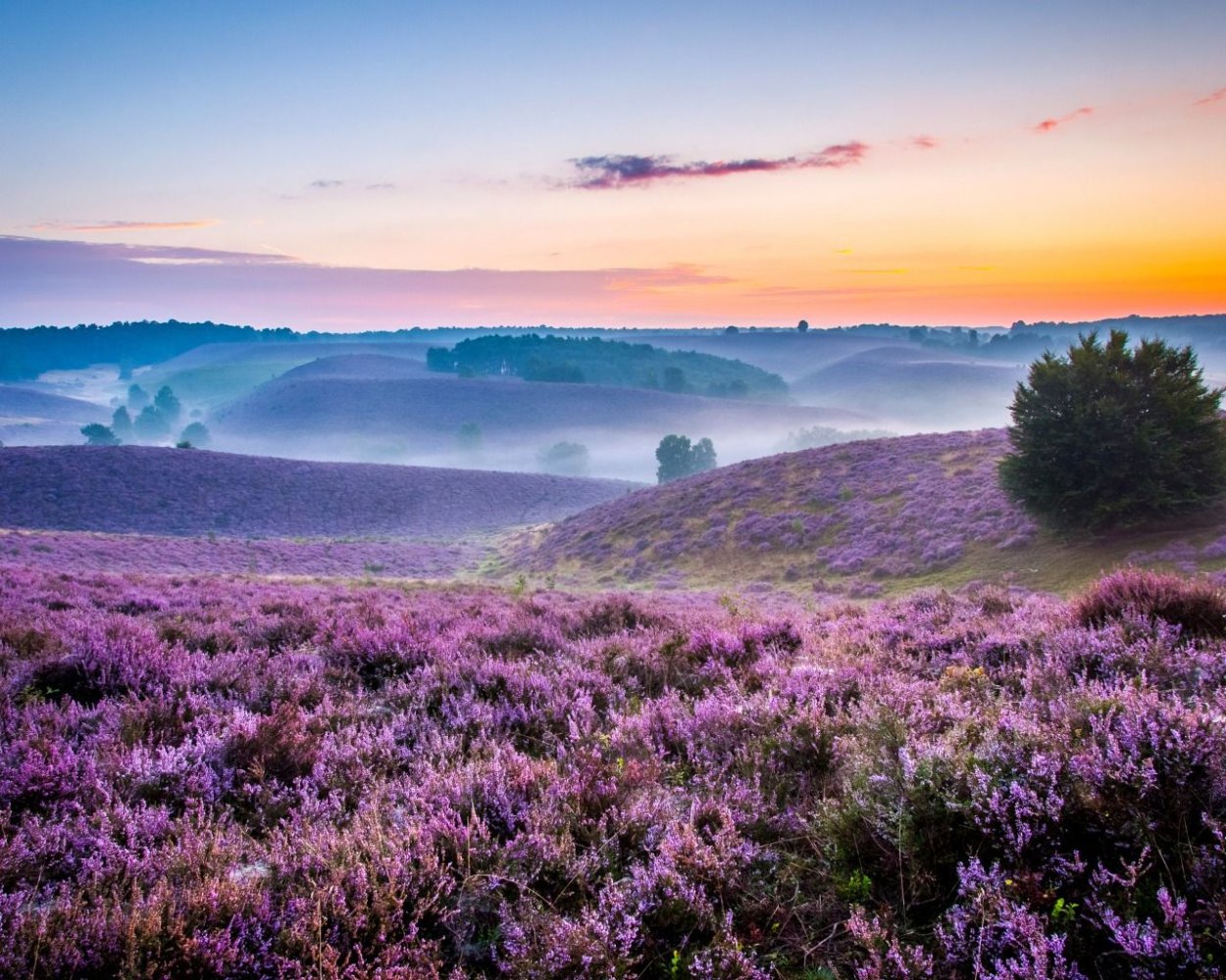 Вересковая Пустошь