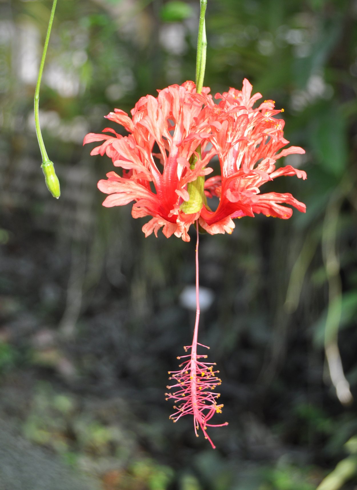 Гибискус грандидиери