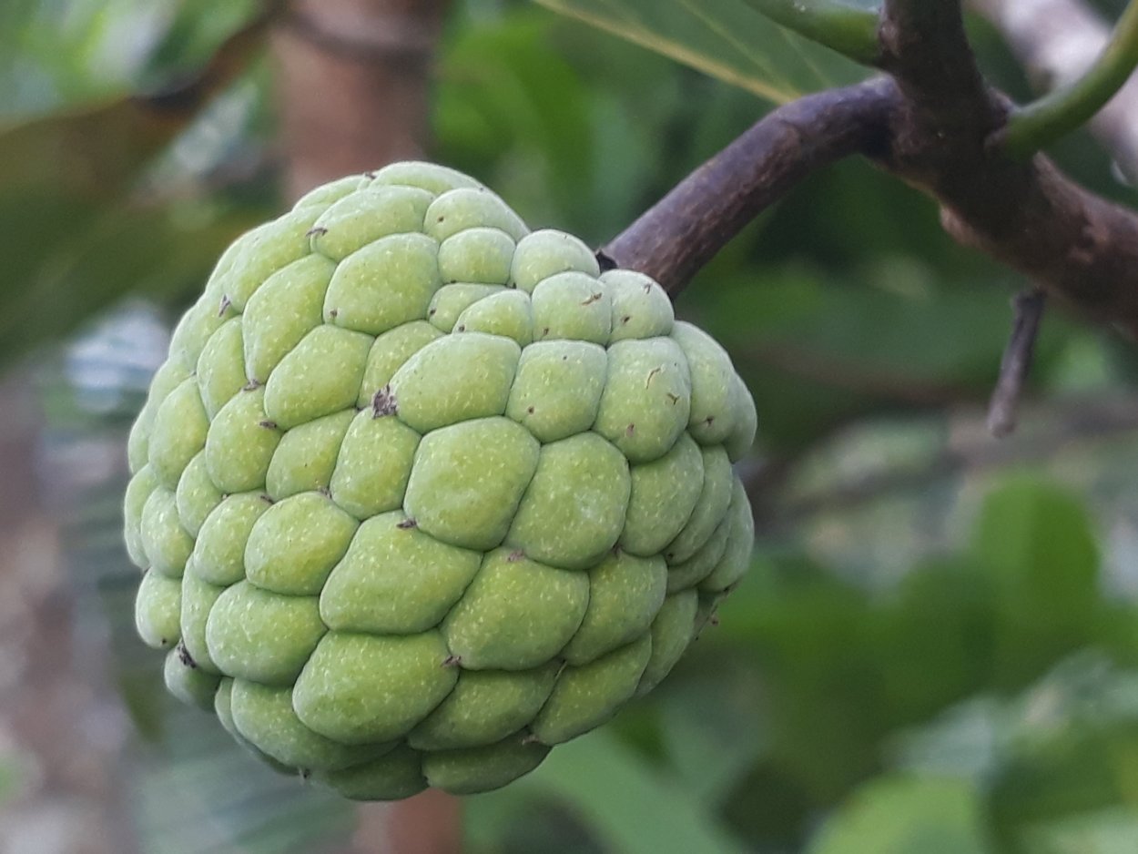 Черимойя дерево