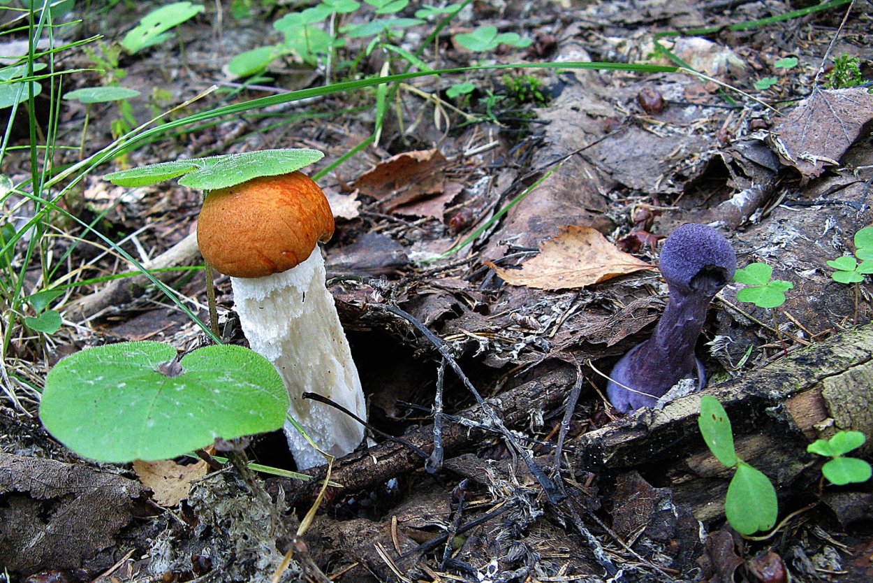 Подберезовик белоножковый