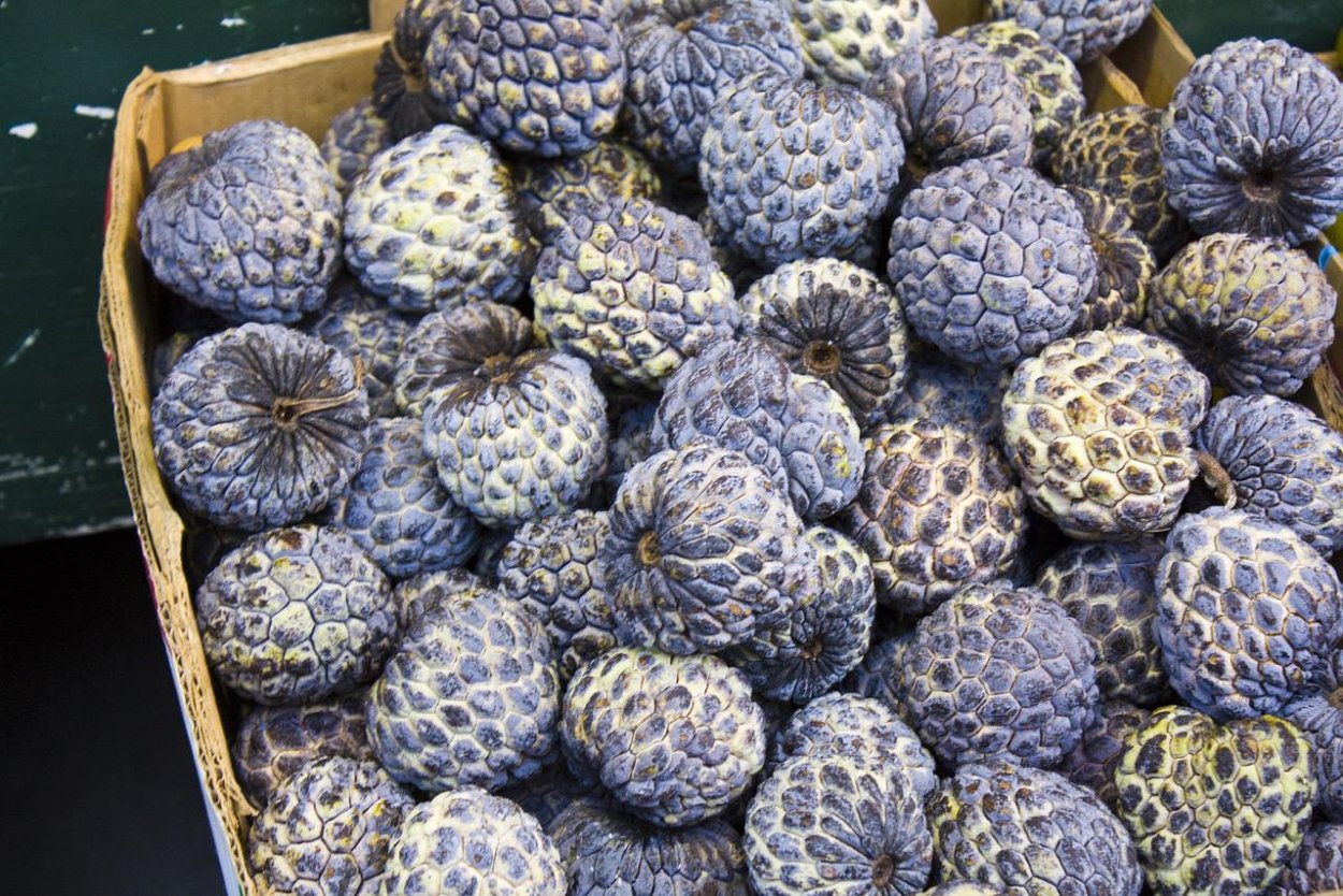 Черимойя (Cherimoya)