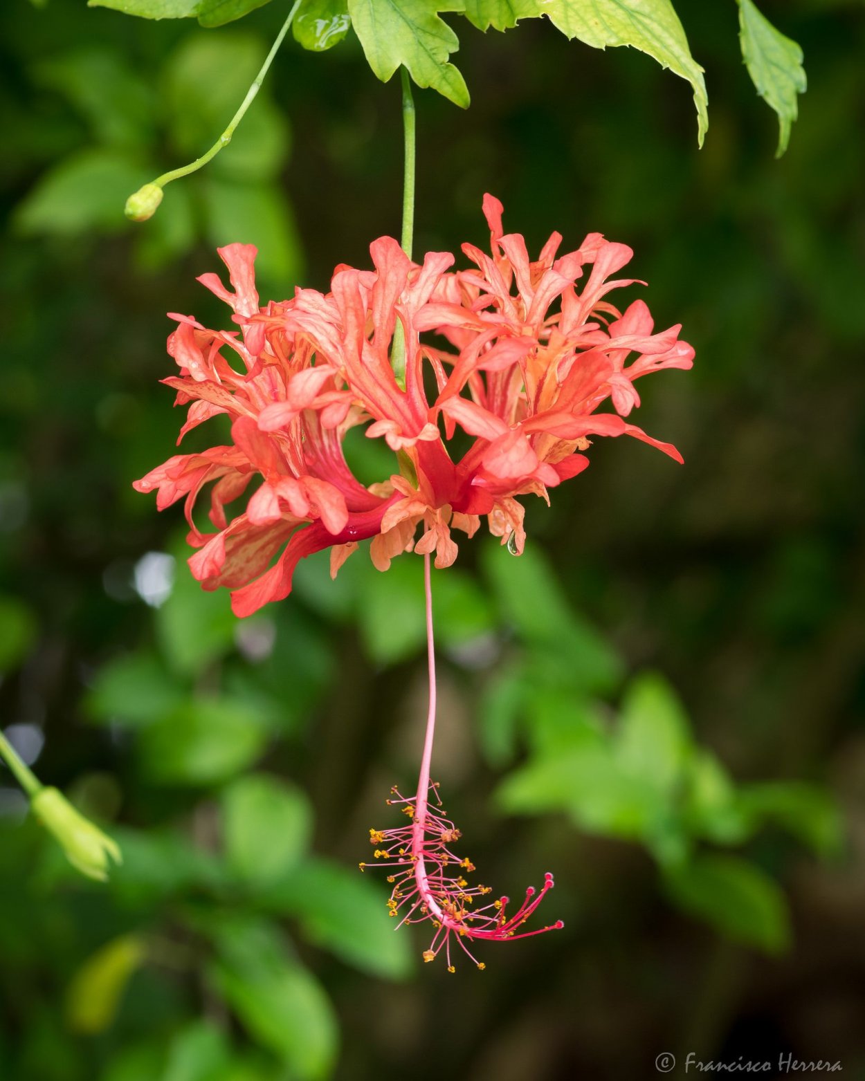 Гибискус schizopetalus