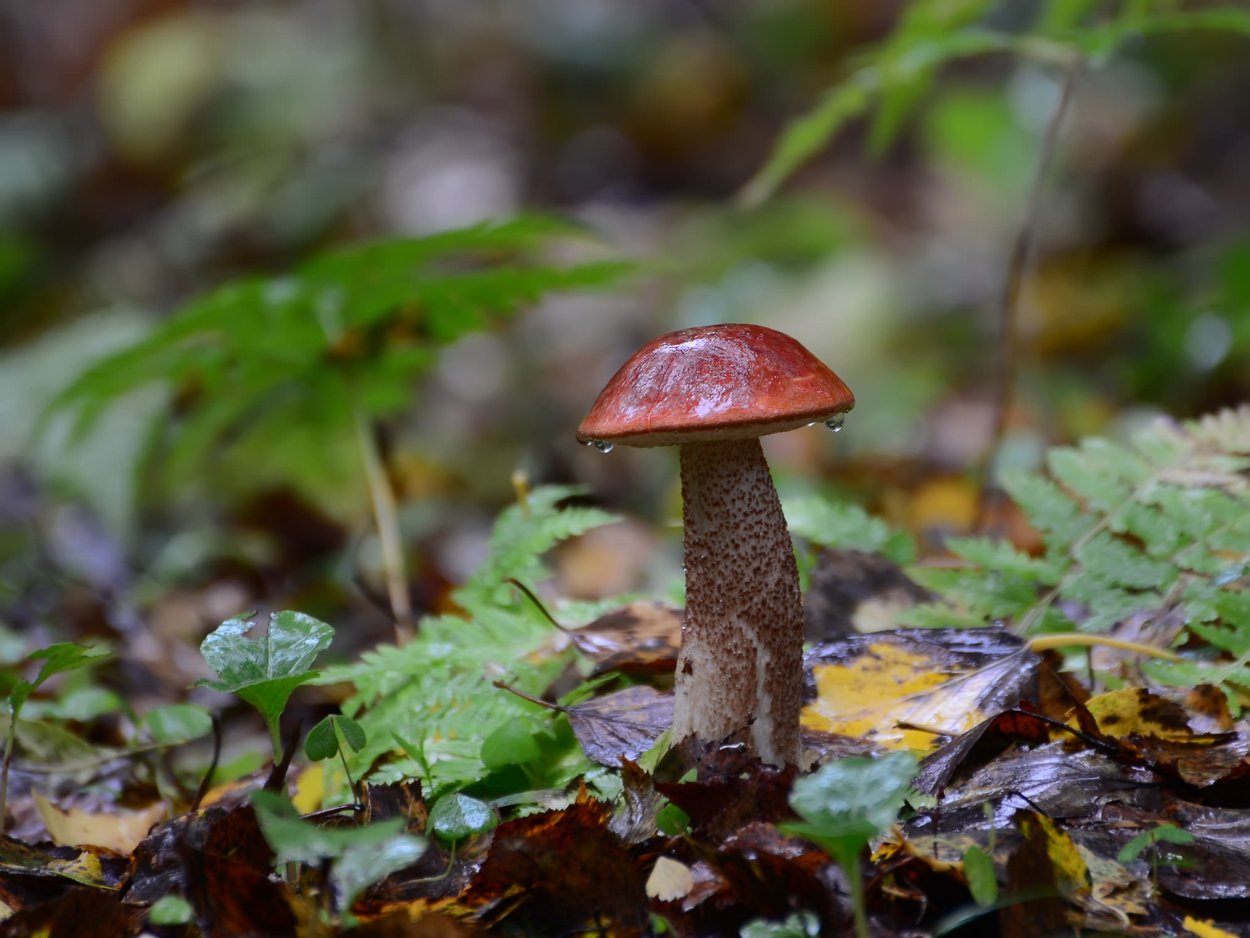 Осенние грибы подосиновики