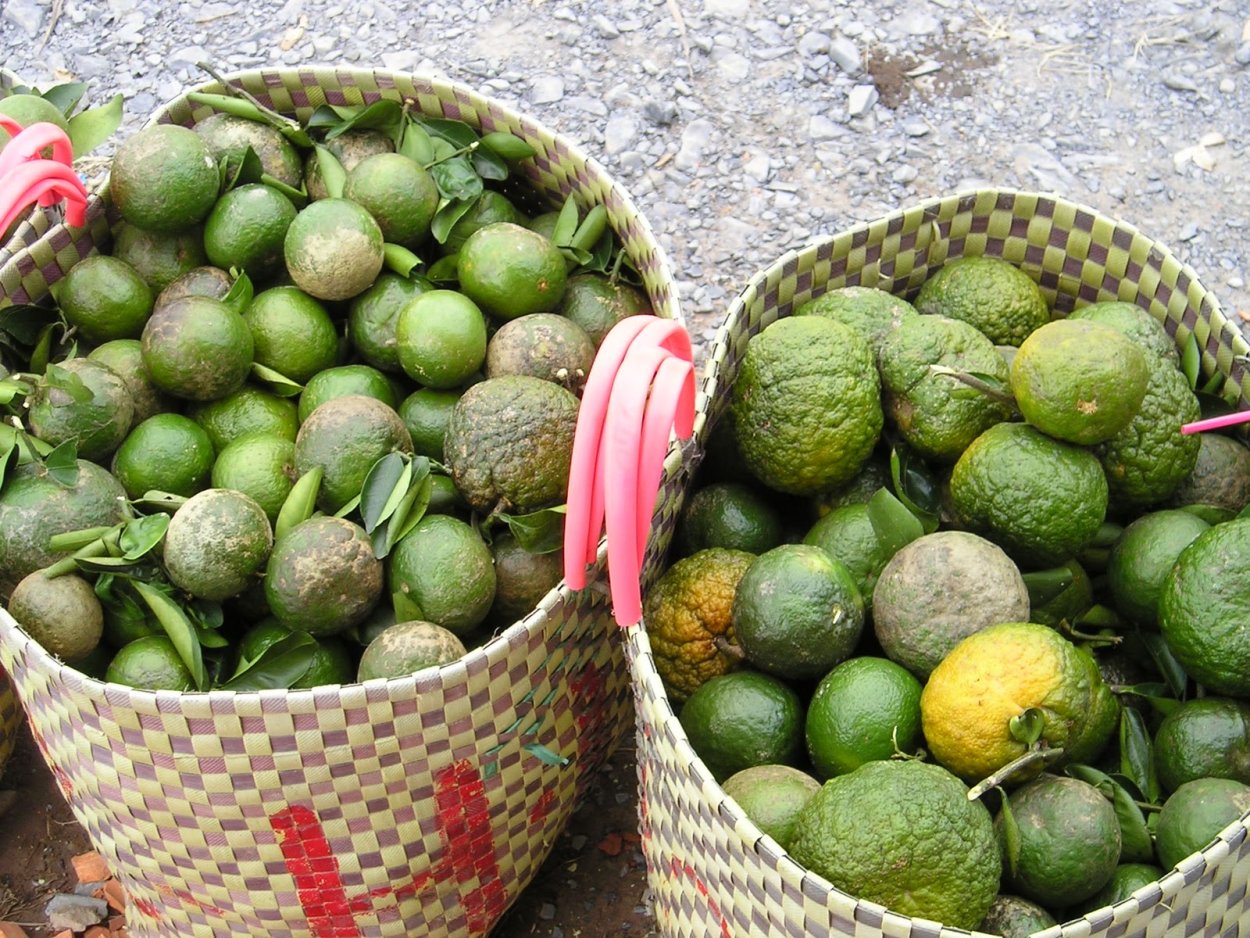 Сахарное яблоко черимойя