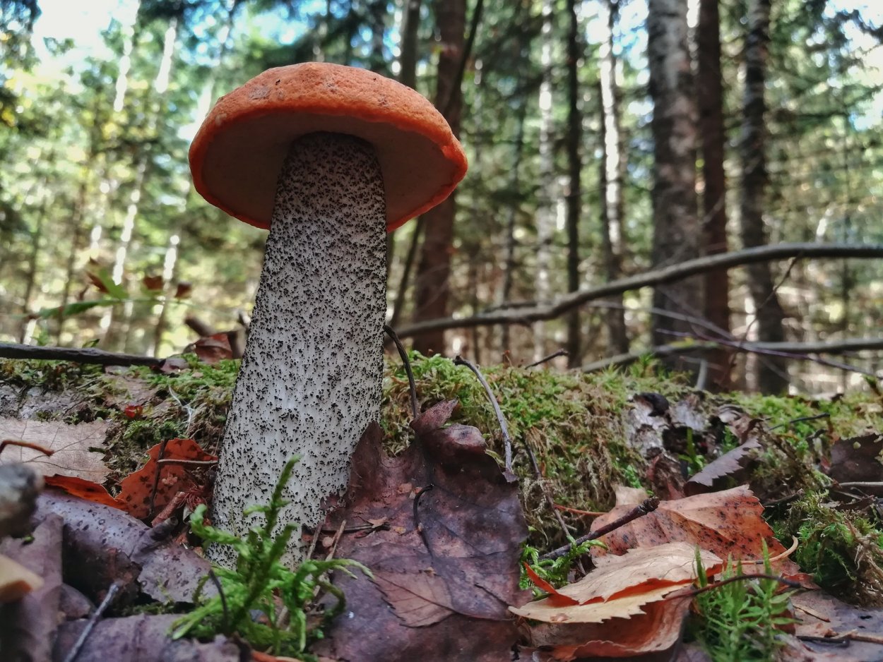 Паутинник фиолетовый Михаил Вишневский