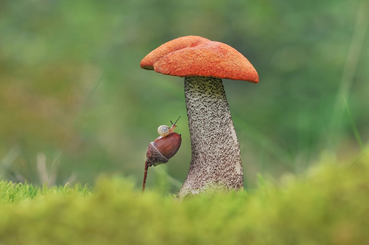 Подосиновик еловый