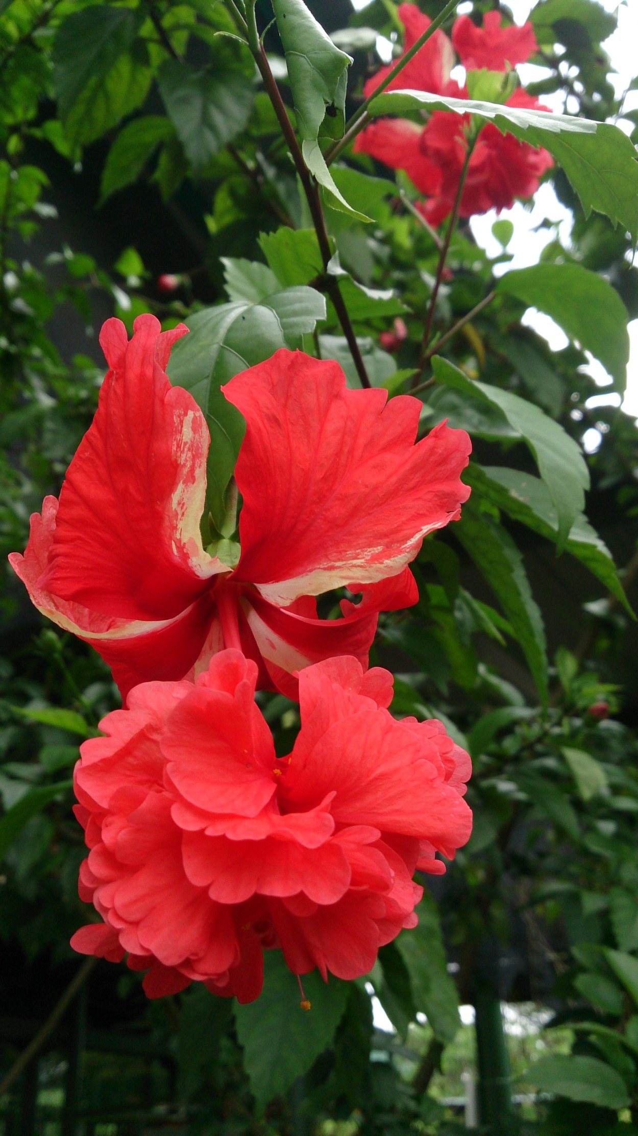 Гибискус коралловый шизопеталус