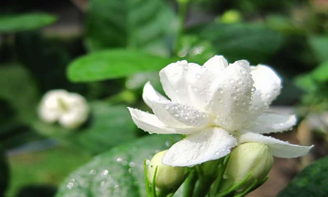 Жасмин Дабл Флауэр