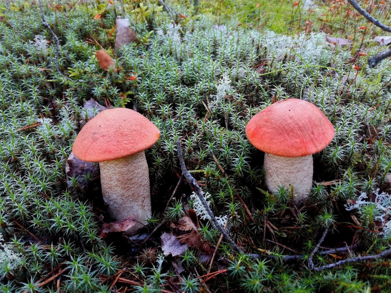 Грибная пора