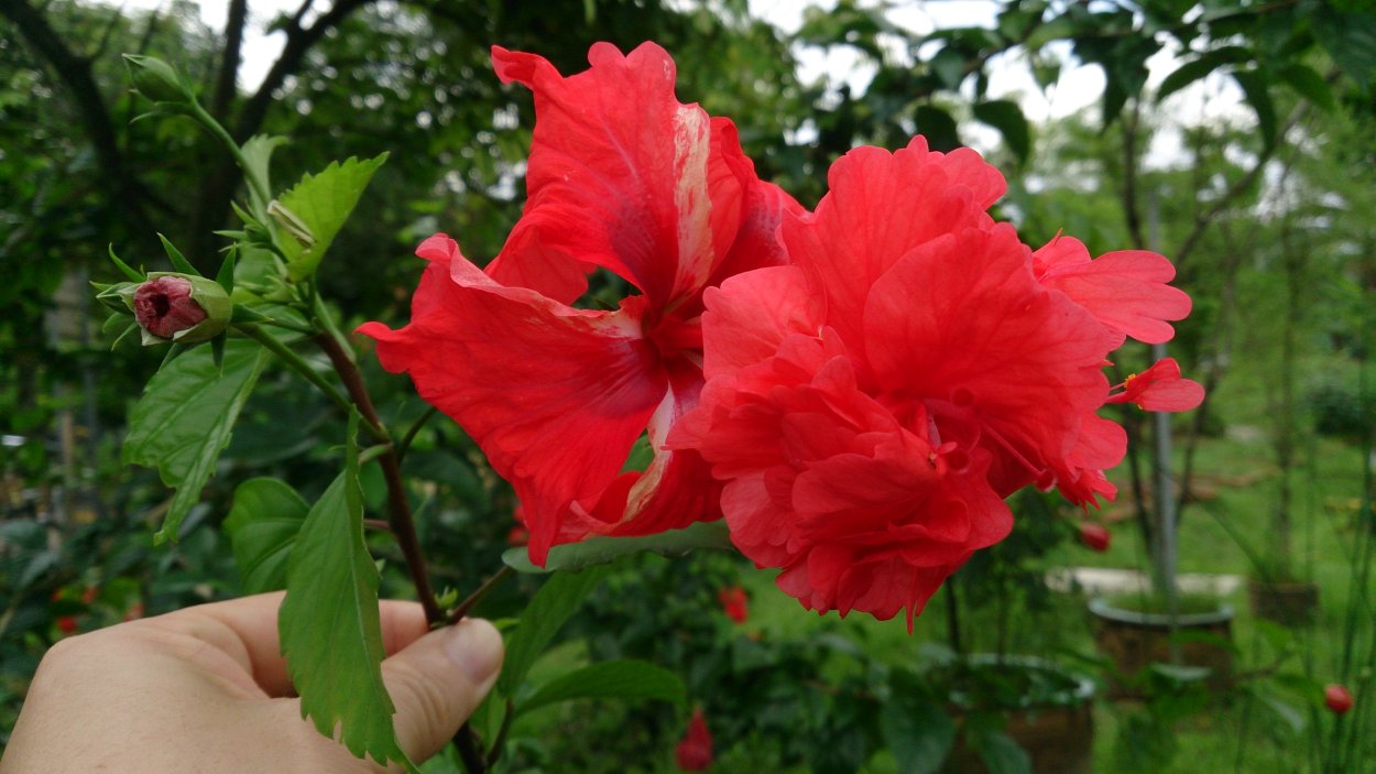 Гибискус Санрайз шизопеталус