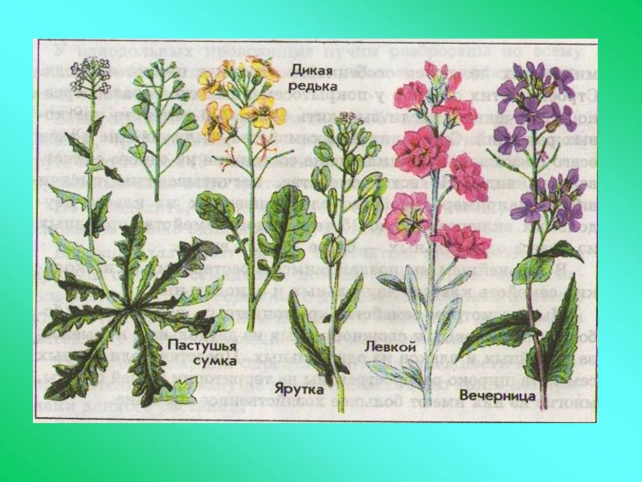 Sisymbrium officinale