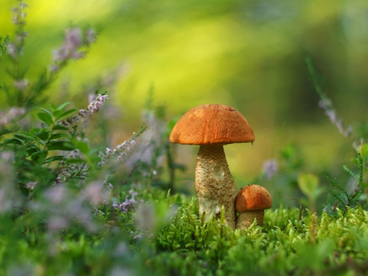 Гриб подосиновик средний