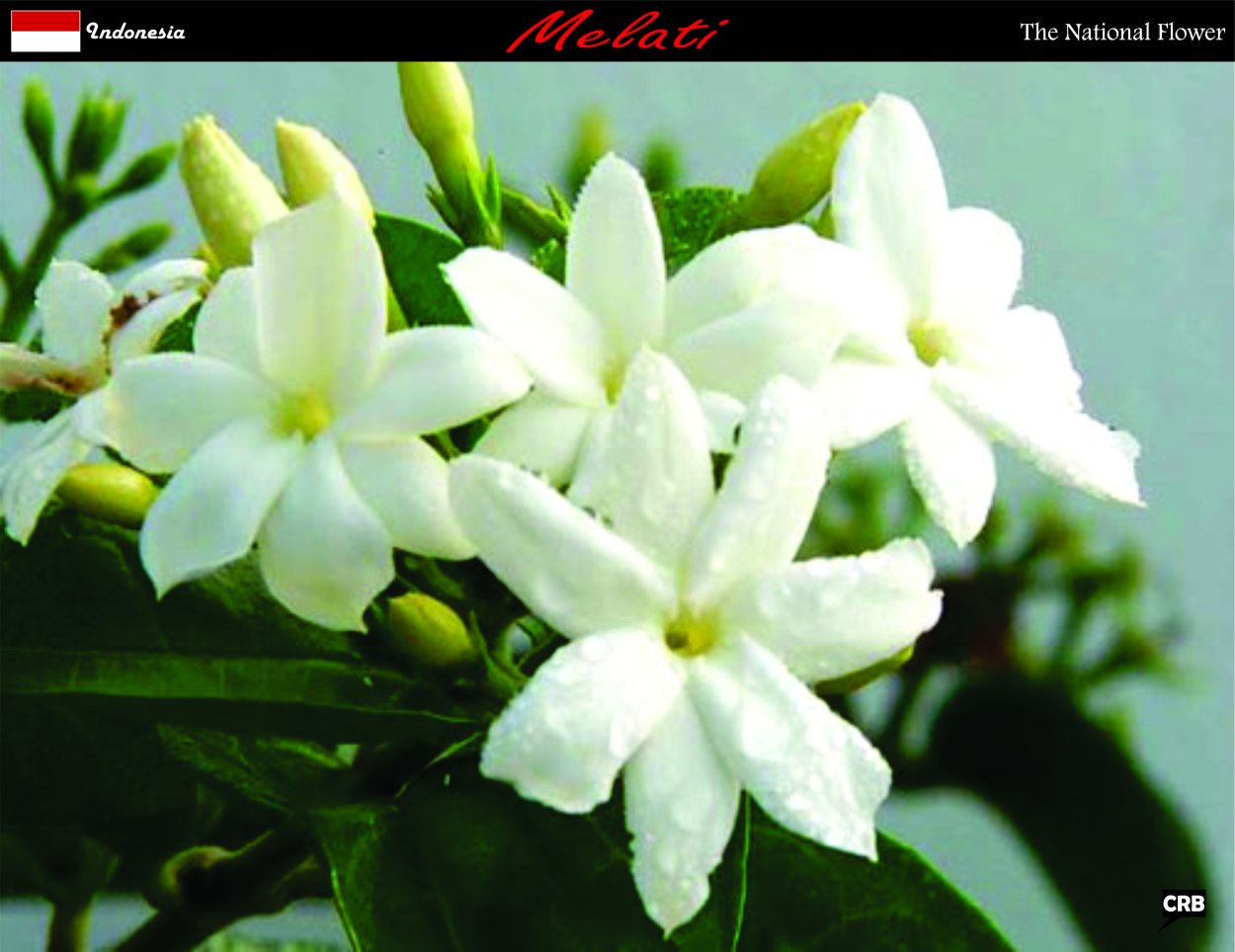 Жасмин филиппинский