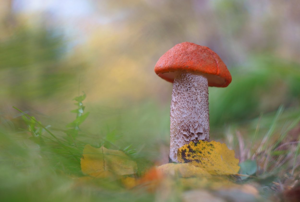 Веселый подосиновик