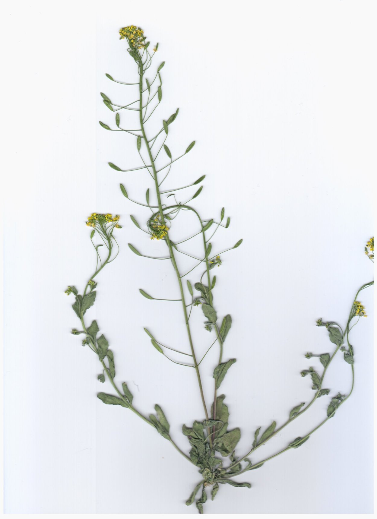 Сорняковые крестоцветные