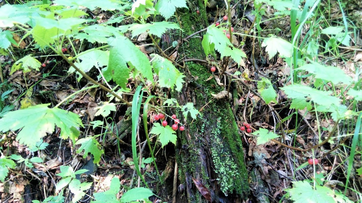 Лесная ягода гонобобель