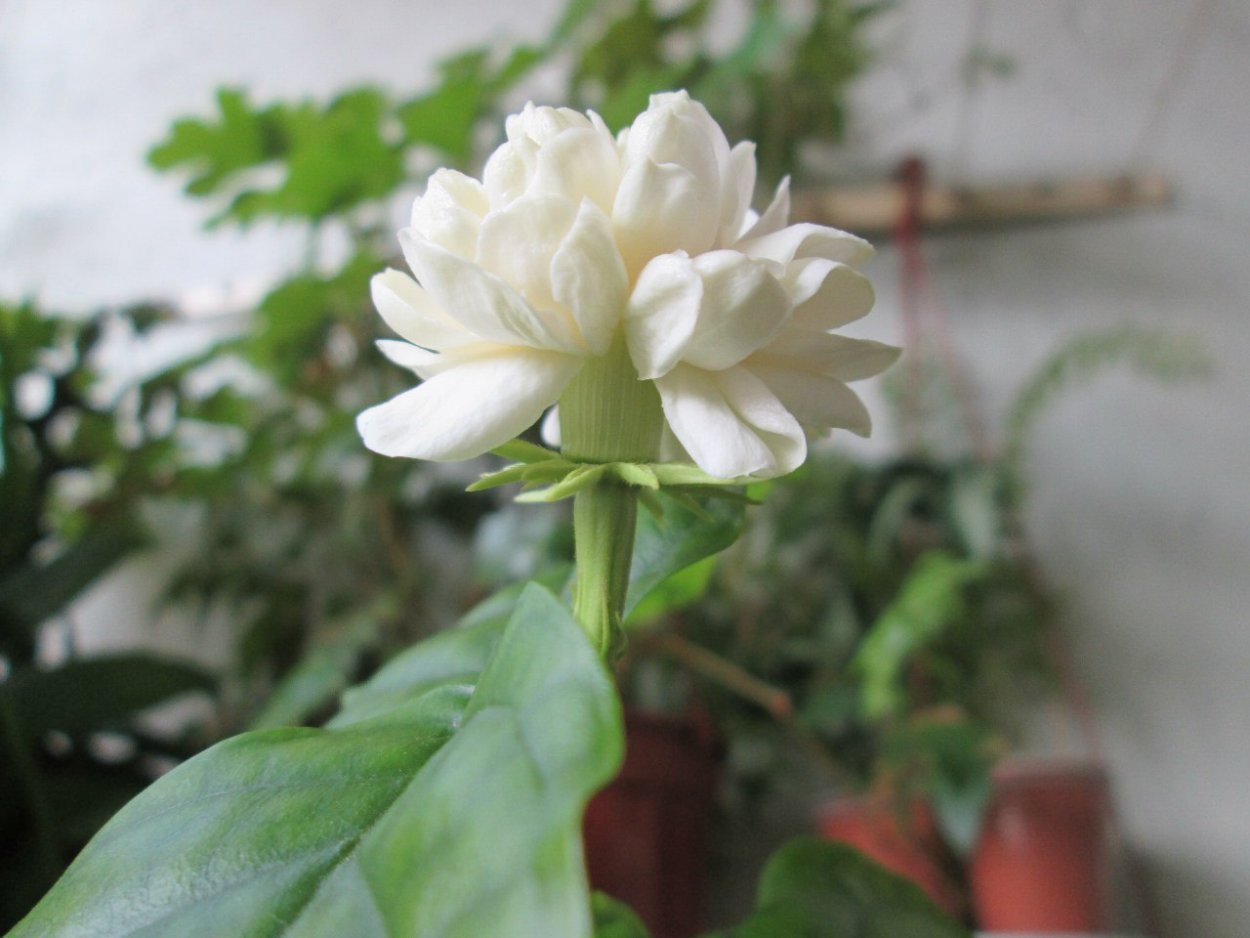 Жасмин самбак