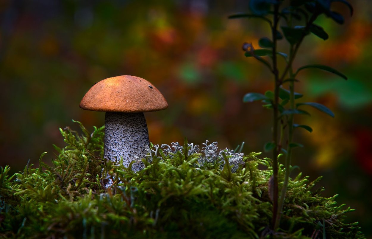 Подосиновик красный маленький