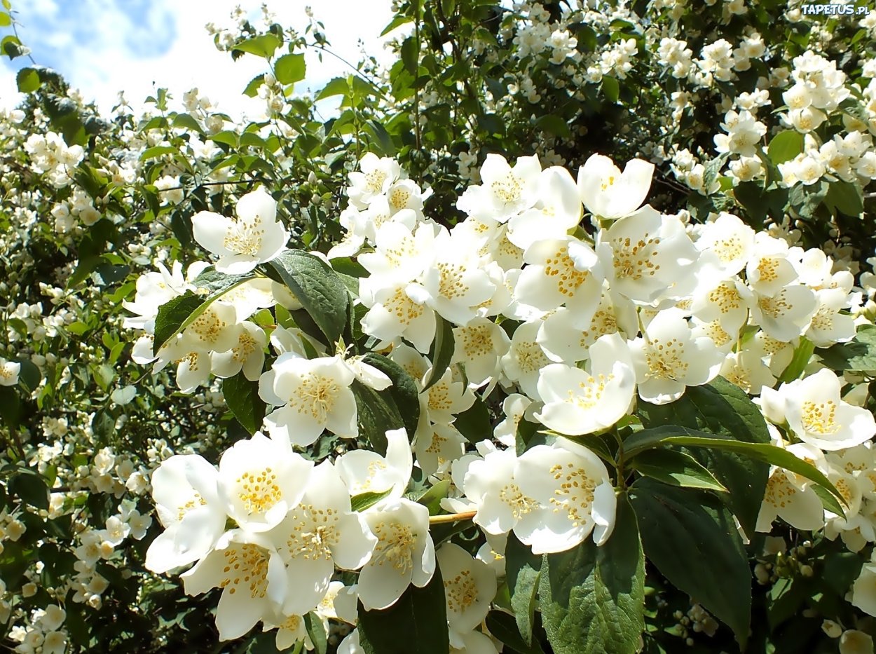 Чубушник ароматный Жасмин