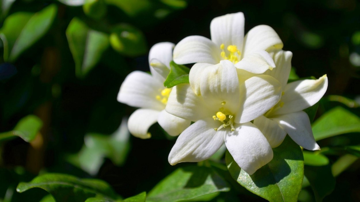 Цветок Жасмин Маслиновые