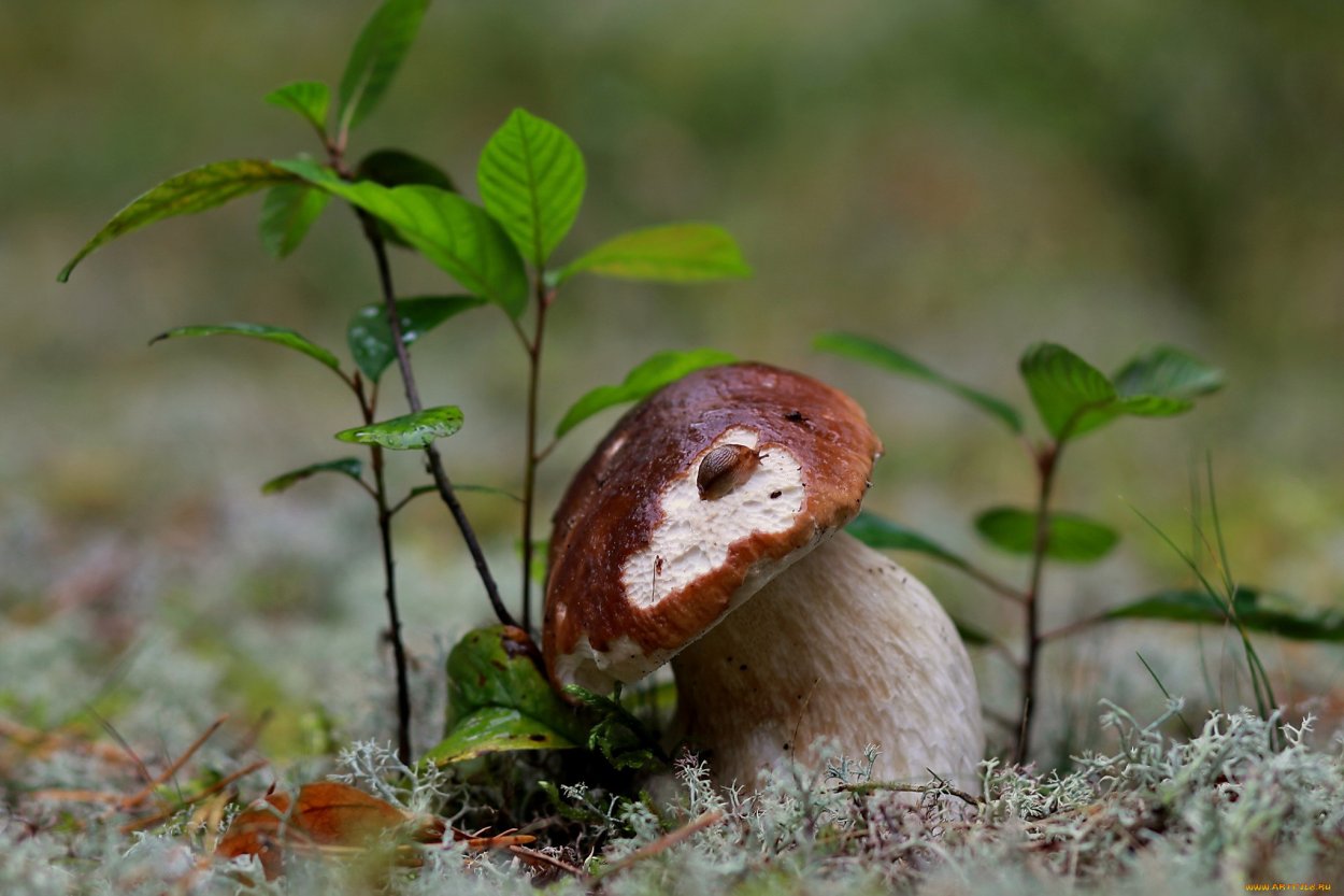 Грибы Каннельярви