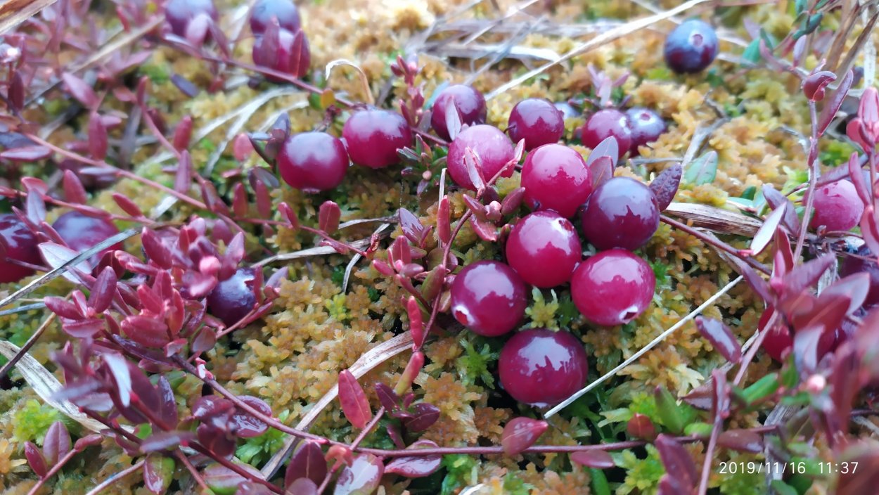 Костяника ягода косточки