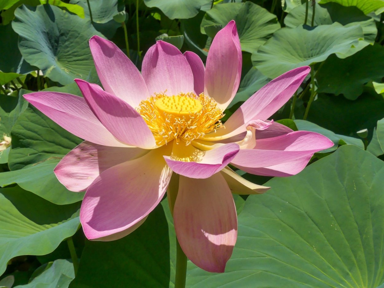 Райский цветок Ясмина