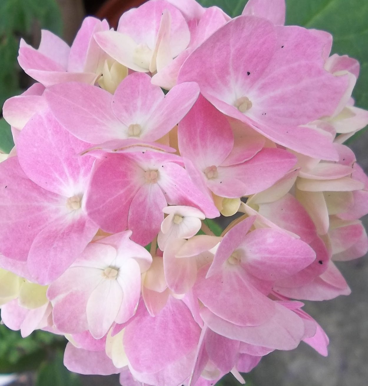 Жасмин розовый