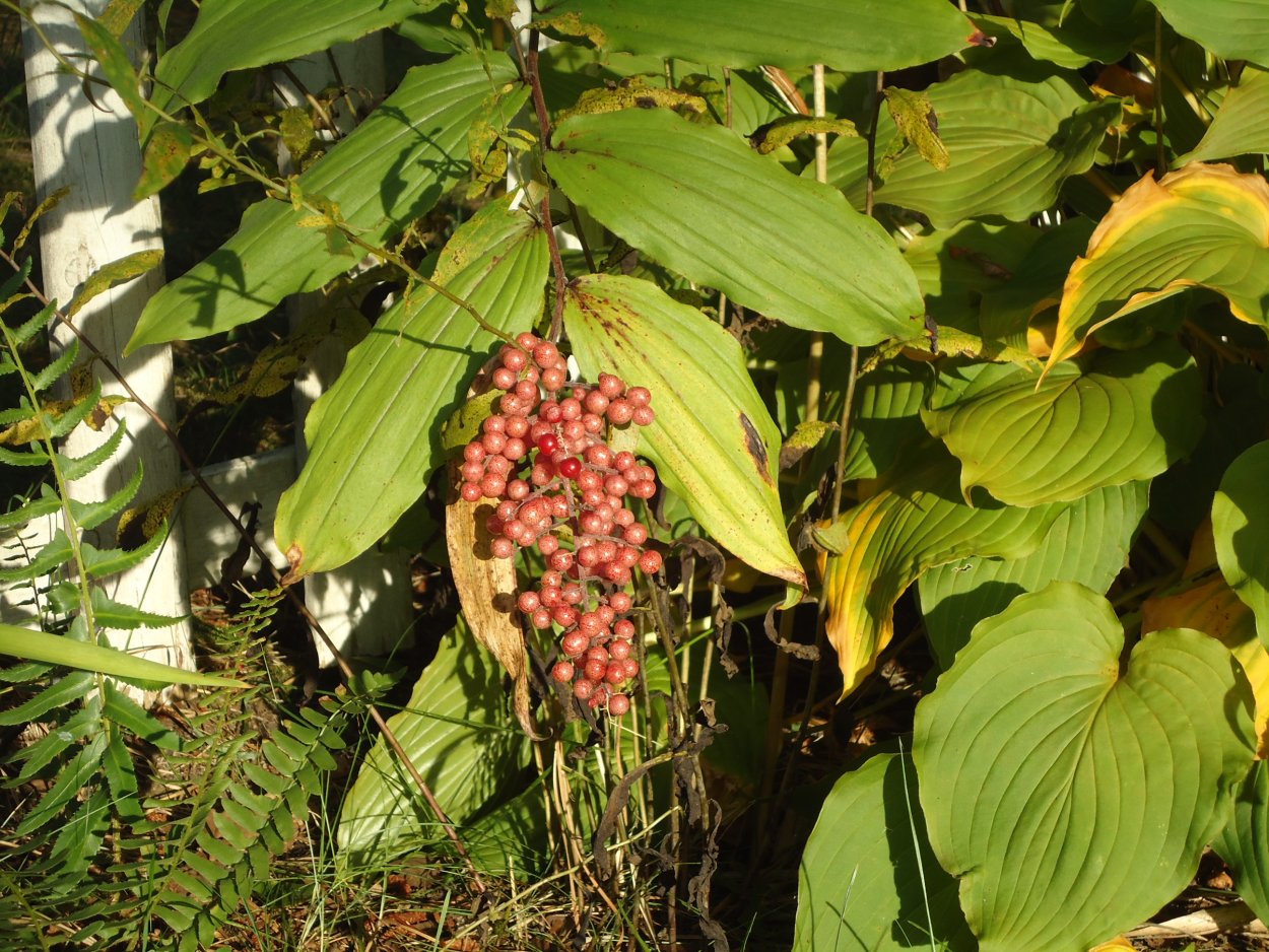 Черника Северная ягода