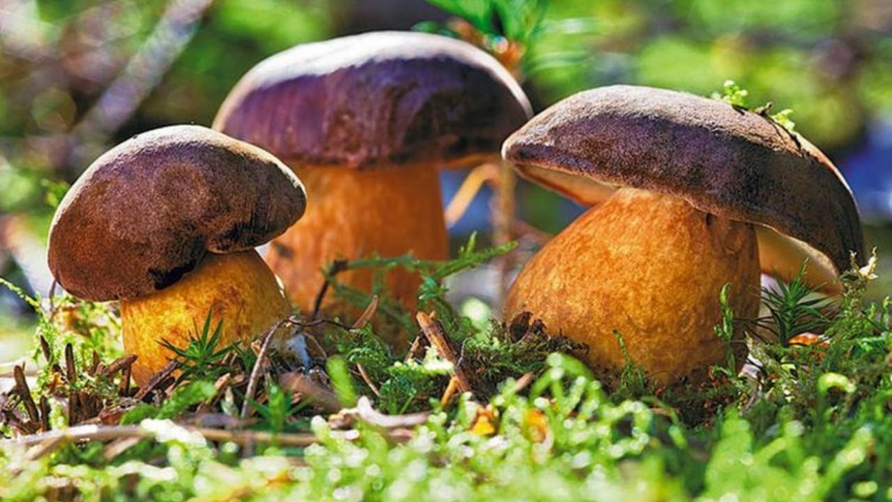 Боровик пластинчатый гриб