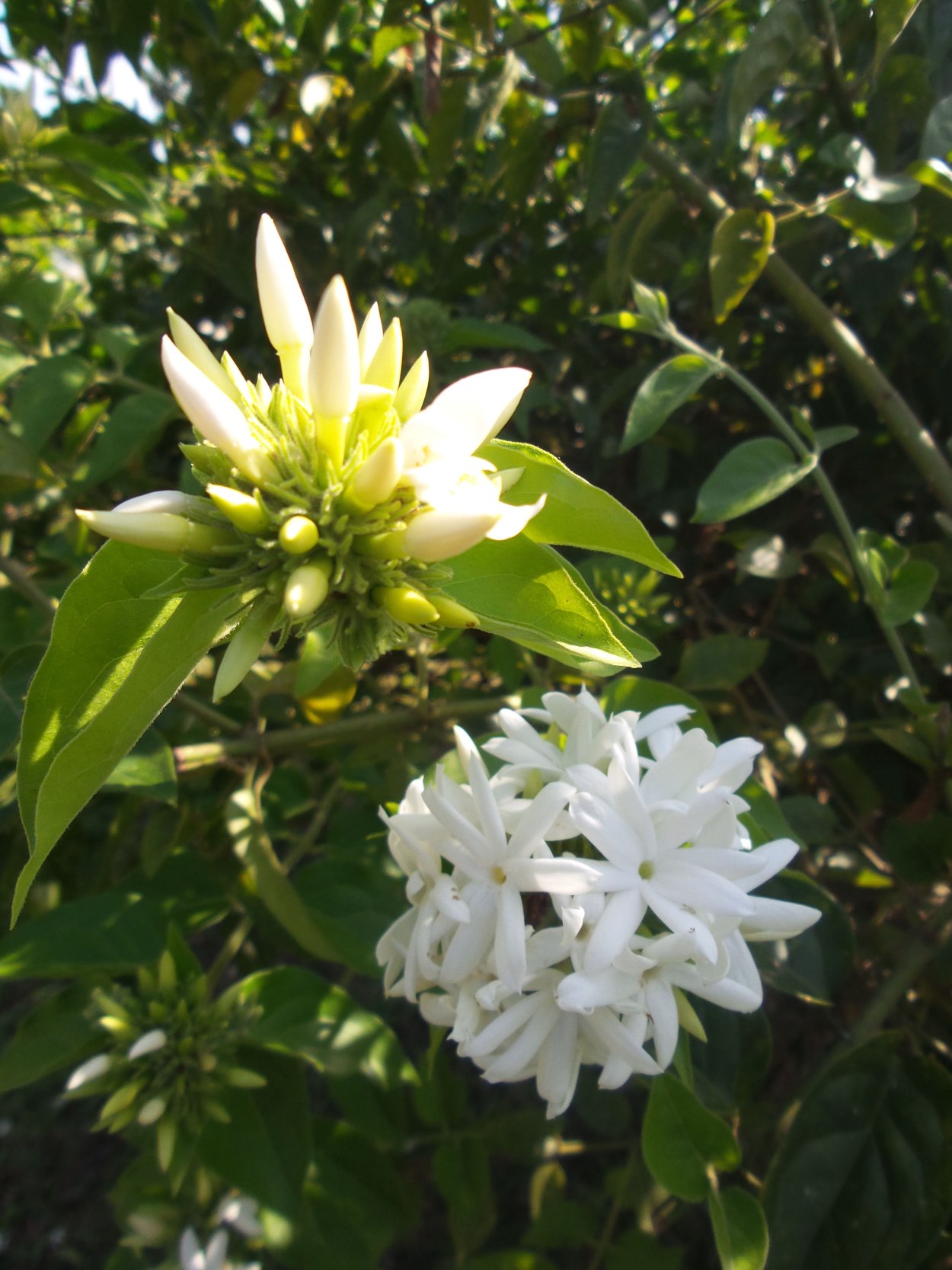 Райский цветок Ясмина